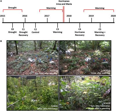 Understory plant communities show resistance to drought, hurricanes, and experimental warming in a wet tropical forest